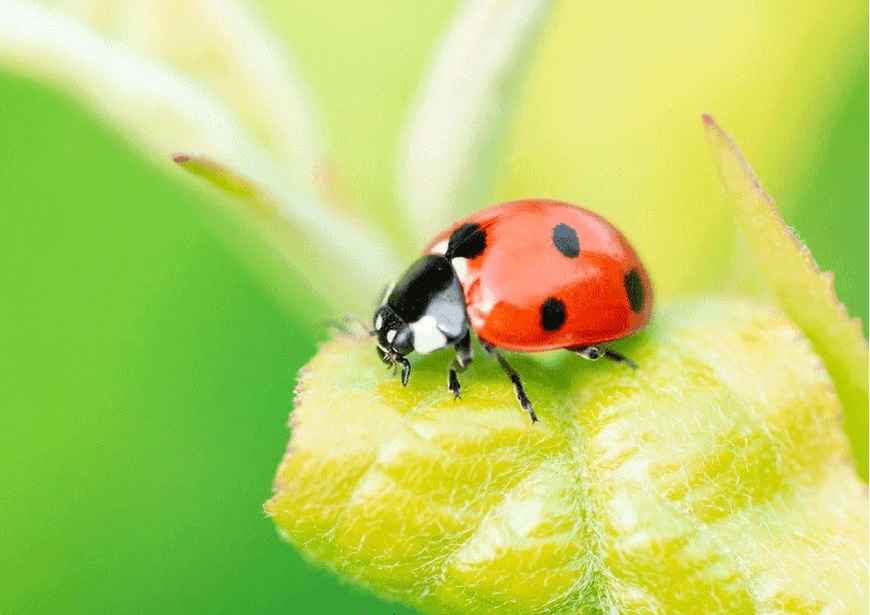 Manejo integrado de plagas: Estrategias y biotecnología