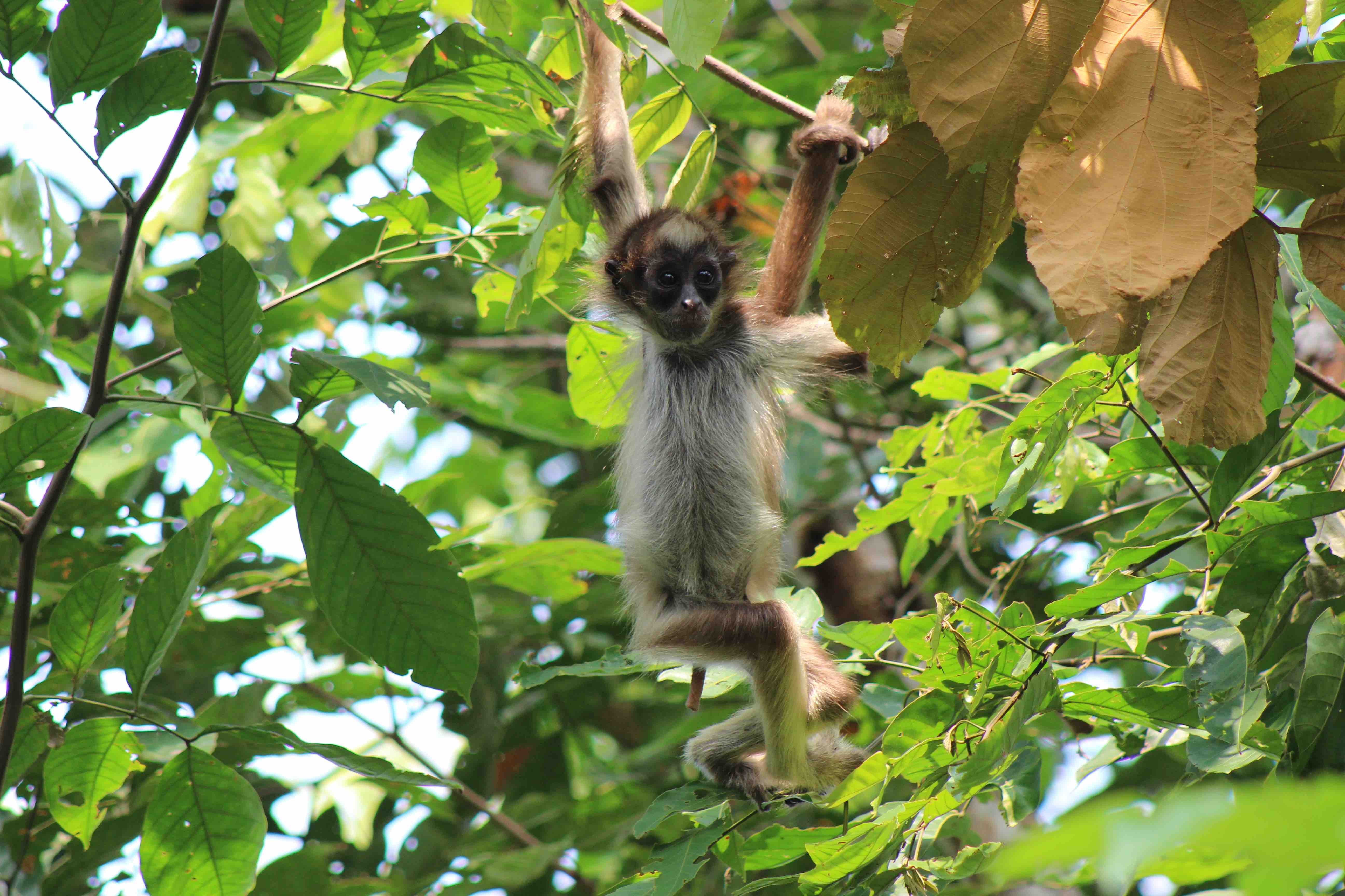 Magdalena medio, donde Link estudia al mono araña café (Ateles hybridus) en los paisajes fragmentados de esta zona del país.