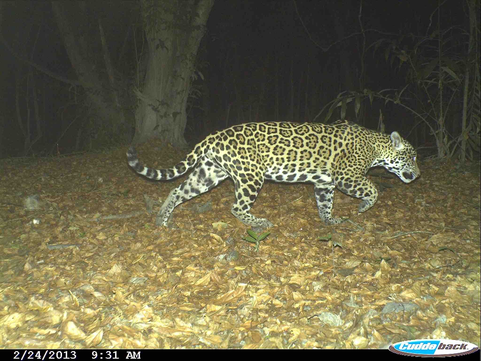 Jaguar (Panthera onca) en el Magdalena medio.