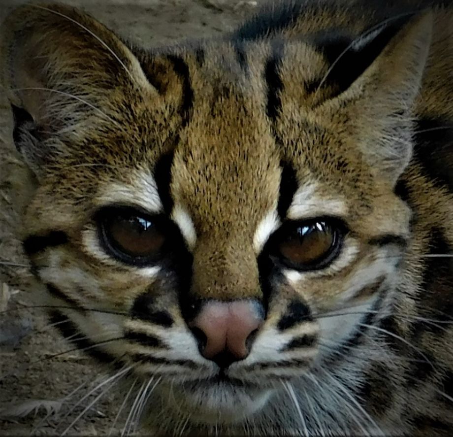 Leopardus tigrinus: el misterioso y vulnerable felino andino