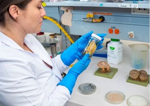 Técnicas del Cultivo de Micelio y Producción de Setas Comestibles y Medicinales