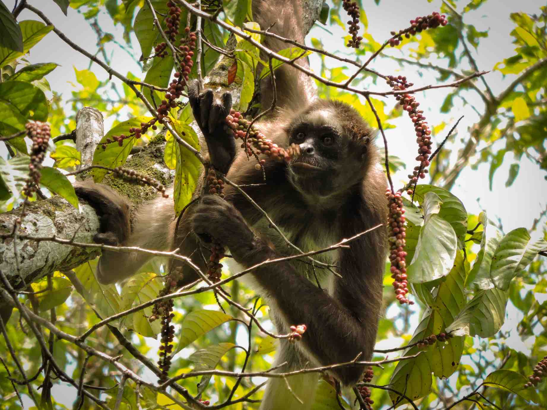 Ateles hybridus. Crédito foto: Proyecto Primates.