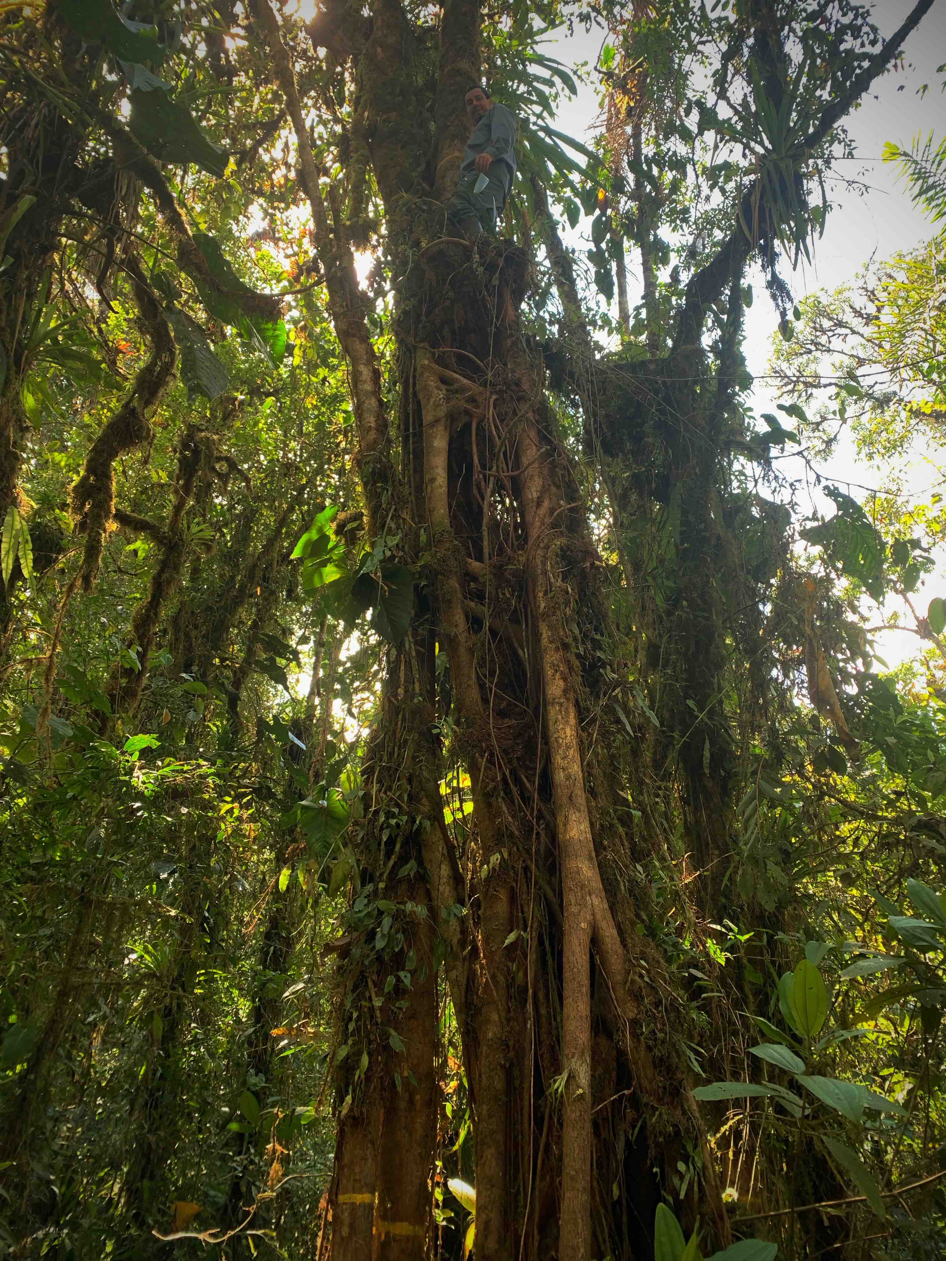 Stevenson tomando muestras de un árbol. Foto por Laura Isabel Ramos