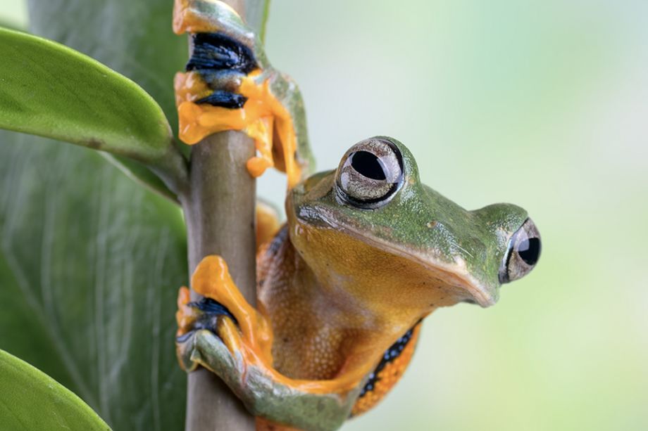 Opción en Biodiversidad