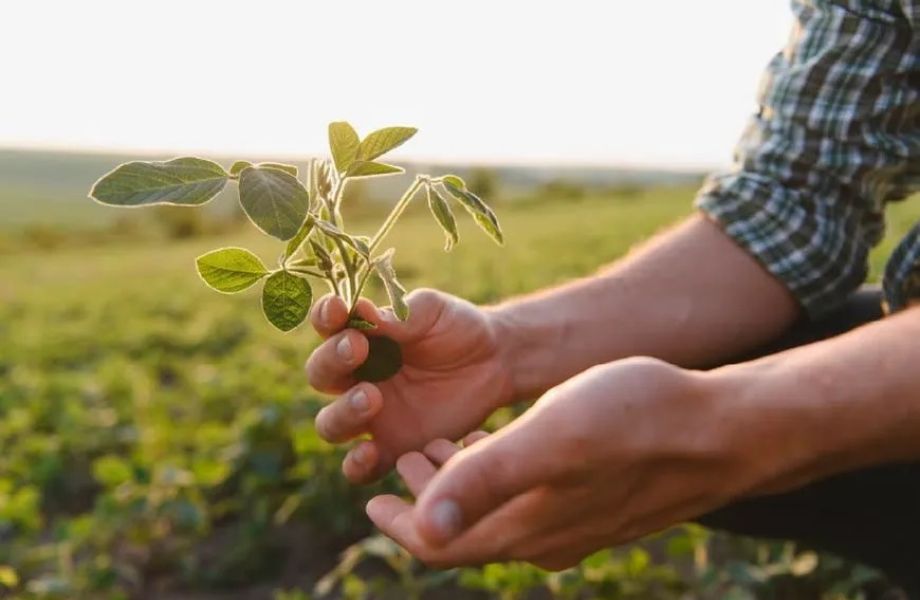 Bioinsumos en Agricultura: Criterio Técnico y Uso Responsable