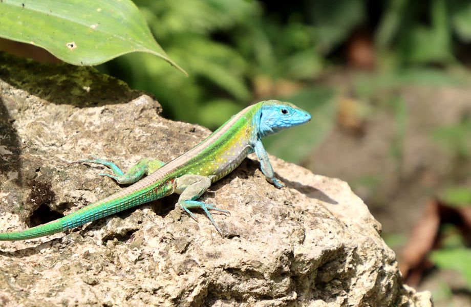 Las Facultades de Ciencias miembros de la Asociación Colombiana de Facultades de Ciencias (ACOFACIEN) somos agentes fundamentales en la gestión integral de la biodiversidad.