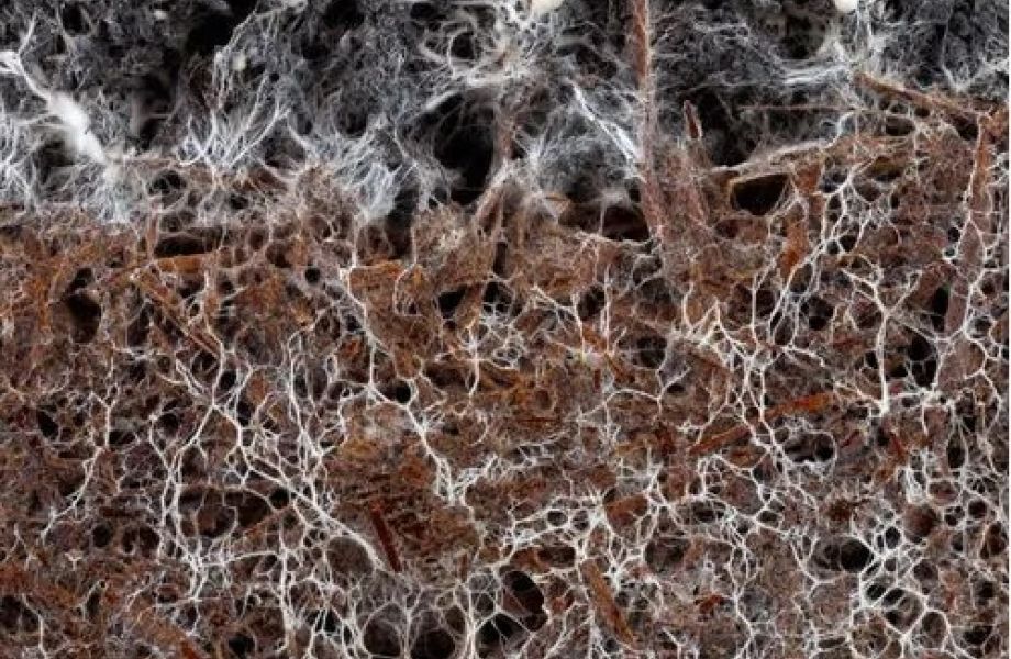 Técnicas del Cultivo de Micelio de Setas Comestibles y Medicinales