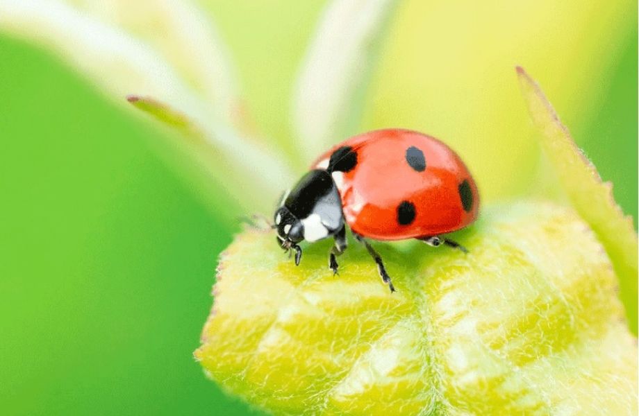 Manejo integrado de plagas: Estrategias y biotecnología