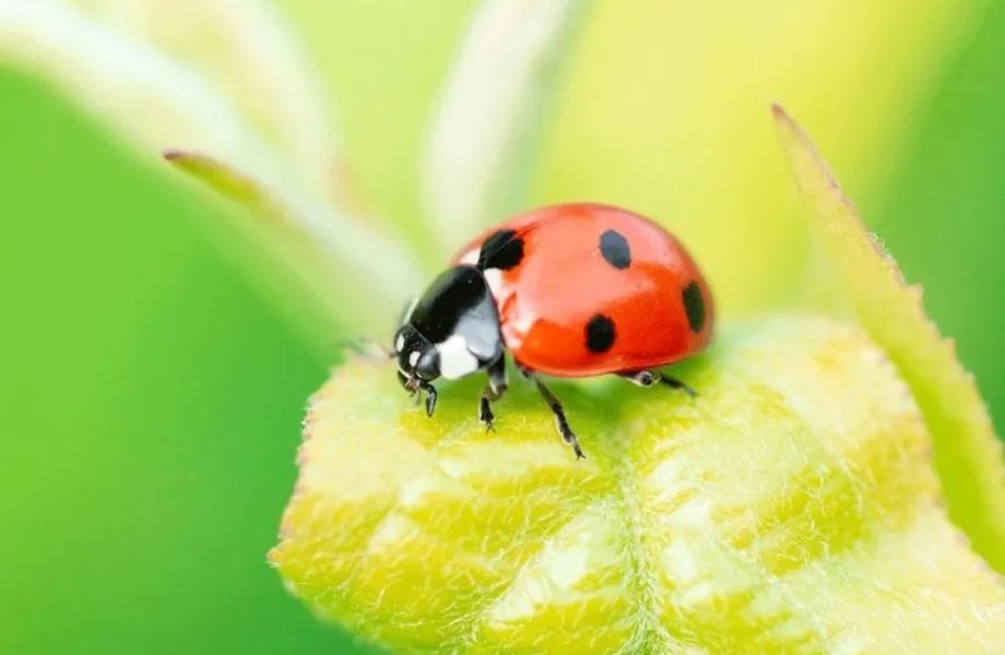 Manejo integrado de plagas: Estrategias y biotecnología