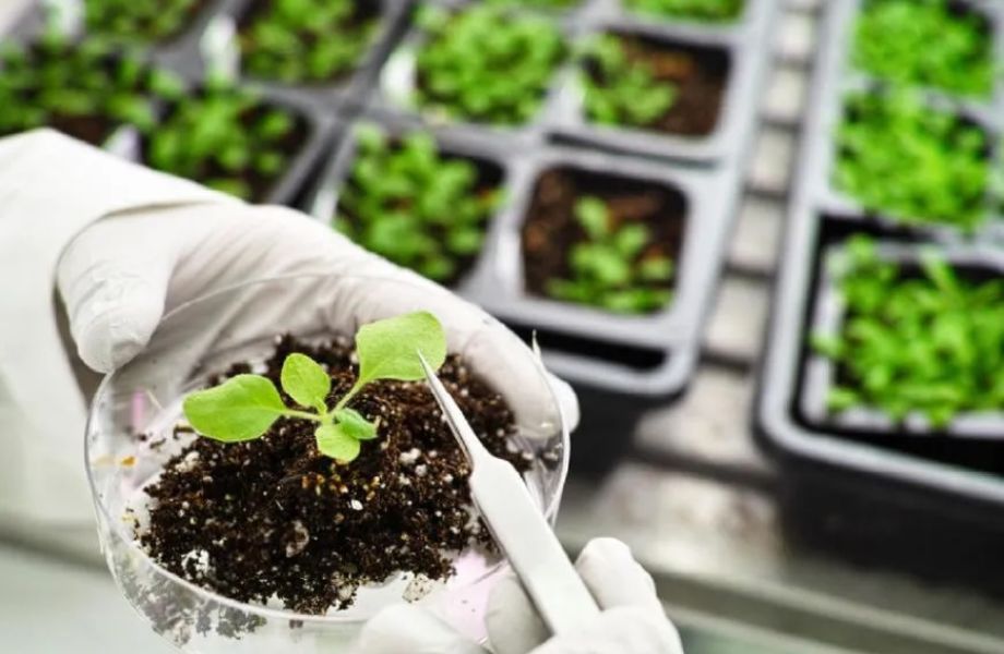Control de Calidad de Bioinsumos Agrícolas 