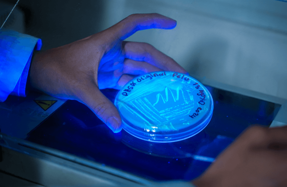 Dominando CRISPR-Cas: De la Teoría a la Práctica en Edición Genética.