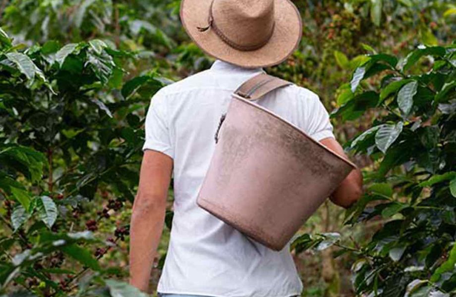 El café colombiano es más que una bebida; es un emblema cultural y uno de los principales productos de exportación. Sin embargo, su cultivo también plantea desafíos ambientales.