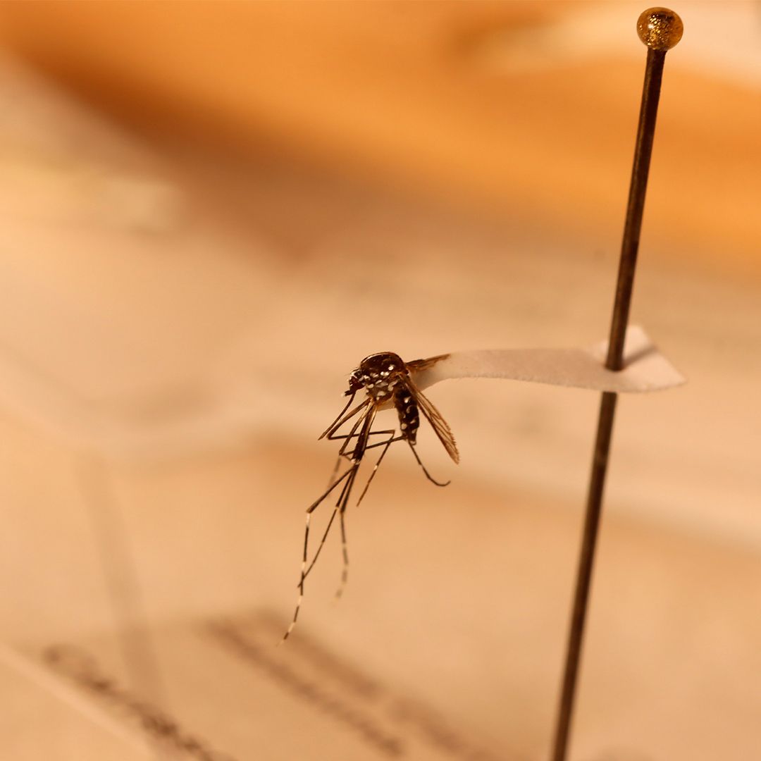 Una prueba rápida de dengue, portátil y de bajo costo, desarrollada a partir de colaboraciones internacionales y de ciencia abierta, ayudaría a descentralizar la vigilancia e investigación de este virus en Colombia.