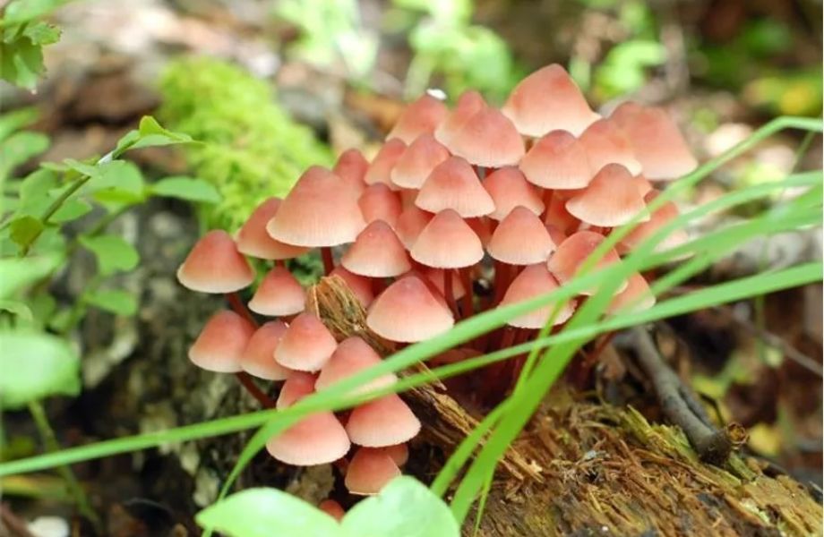 El Poder del Micelio: Biomaterial del Futuro