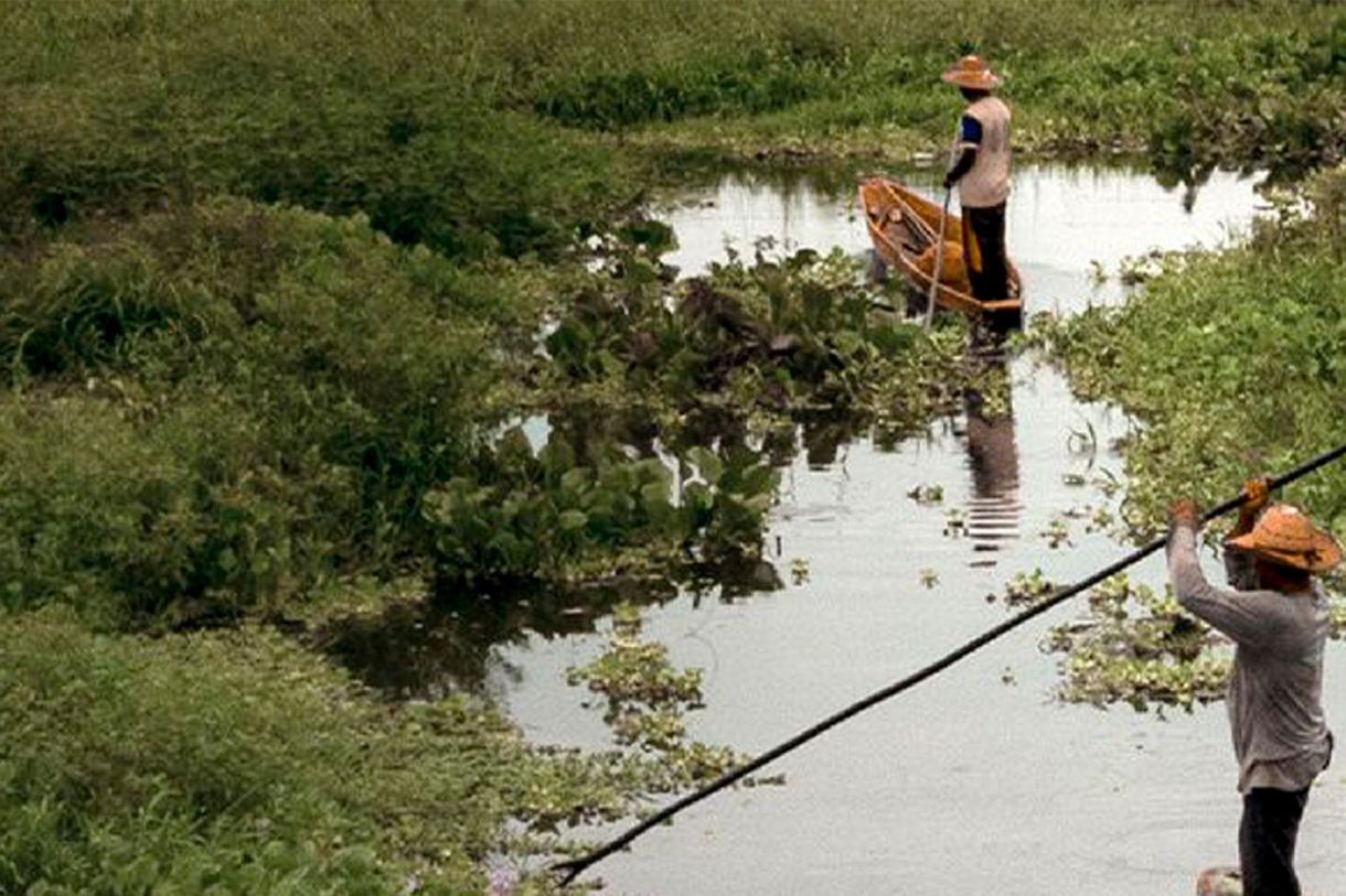 Microalgas para limpiar ciénagas colombianas