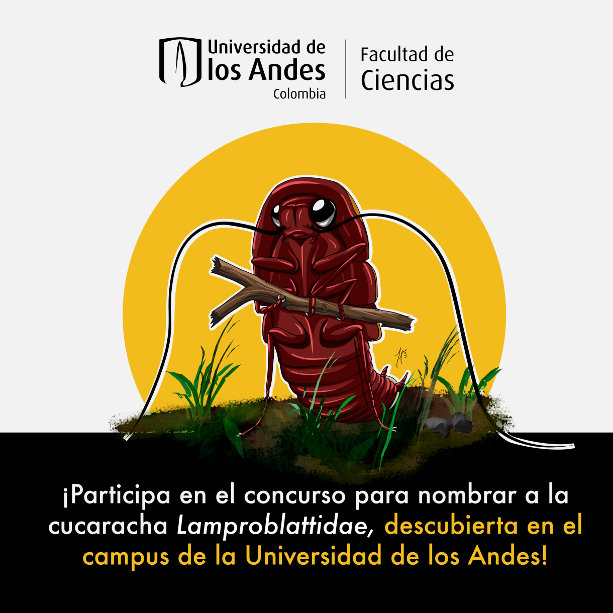 nombra la especie lamproblattidae