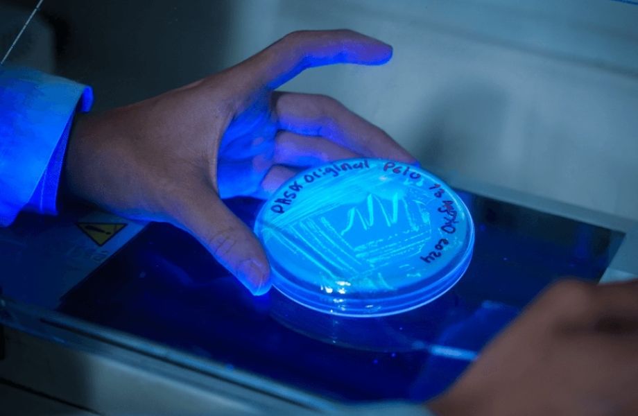 Dominando CRISPR-Cas: De la Teoría a la Práctica en Edición Genética 