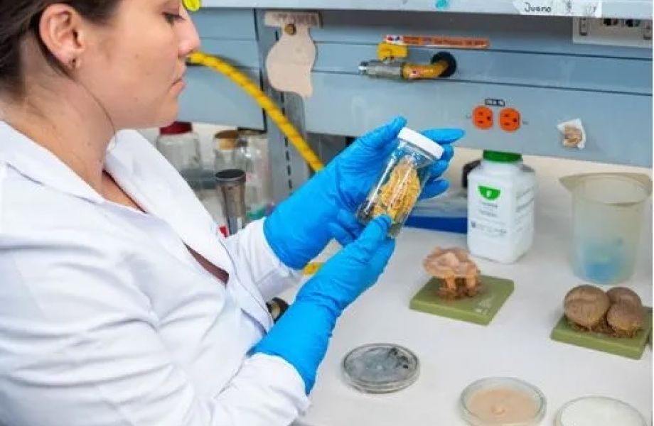 Técnicas del Cultivo de Micelio y Producción de Setas Comestibles y Medicinales