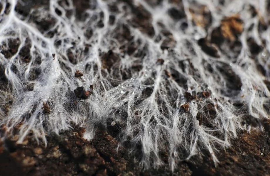 El Poder del Micelio: Biomaterial del Futuro