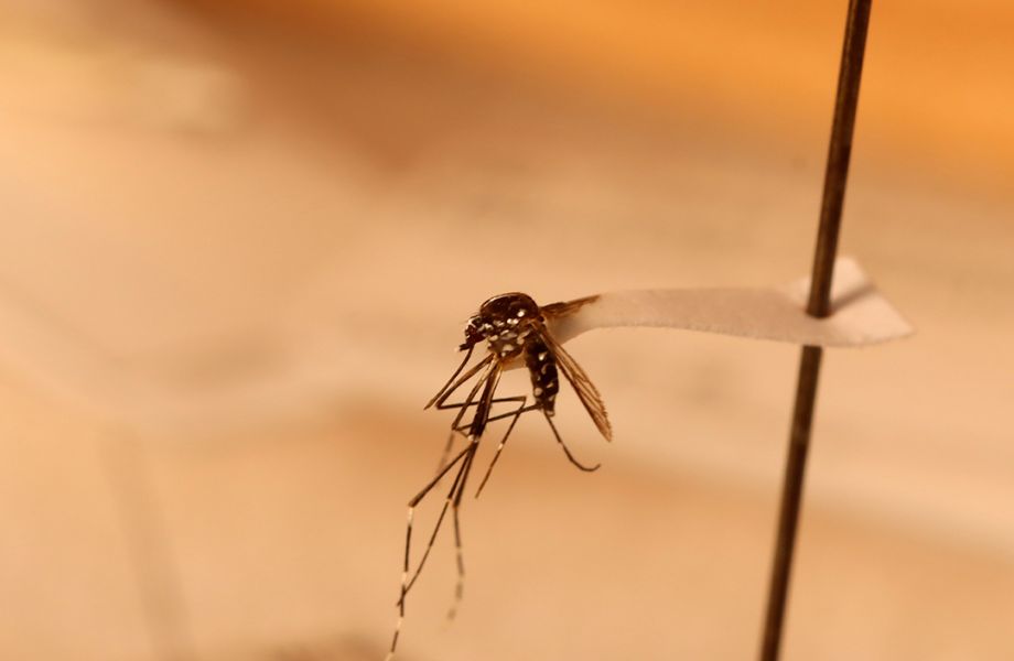 Una prueba rápida de dengue, portátil y de bajo costo, desarrollada a partir de colaboraciones internacionales y de ciencia abierta, ayudaría a descentralizar la vigilancia e investigación de este virus en Colombia.