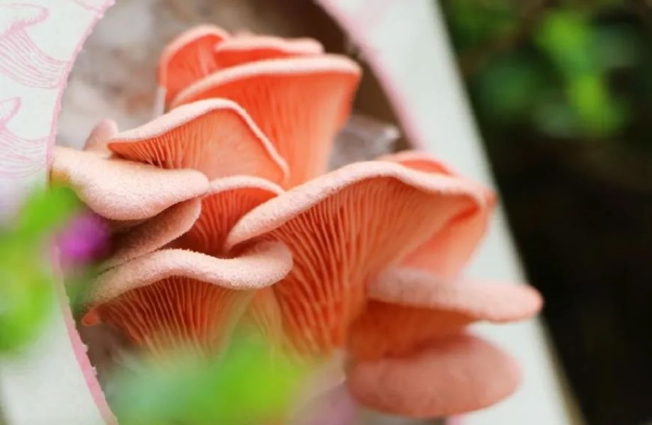 Técnicas del cultivo de micelio y producción de setas comestibles y medicinales