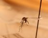 Una prueba rápida de dengue, portátil y de bajo costo, desarrollada a partir de colaboraciones internacionales y de ciencia abierta, ayudaría a descentralizar la vigilancia e investigación de este virus en Colombia.